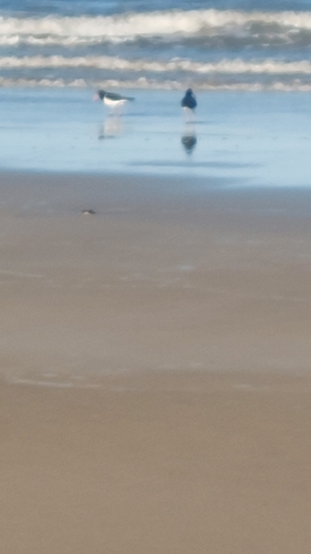 Pied Oystercatcher