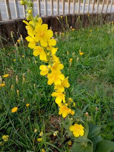 Orange Mullein