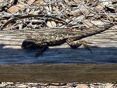 Sceloporus occidentalis
