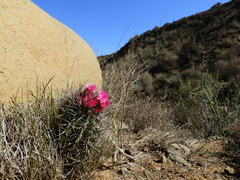 Eriosyce nigrihorrida