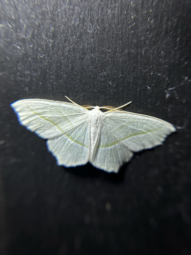 Pale Beauty