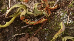 Pleopeltis polylepis