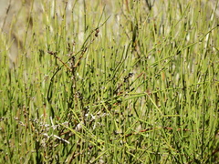 Ephedra chilensis