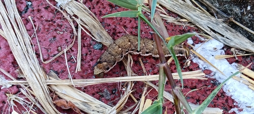 Convolvulus Hawkmoth