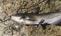 Ameiurus catus