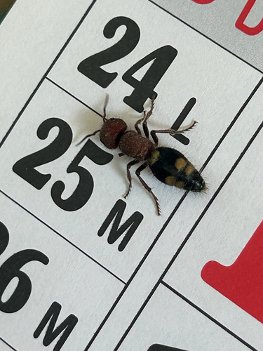 Five-spotted Velvet Ant