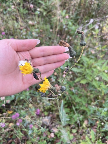 Perennial Sow Thistle