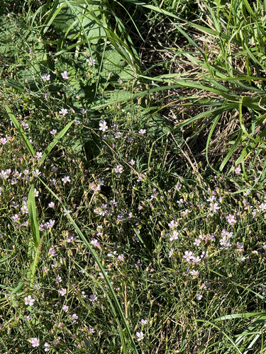 Tunicflower