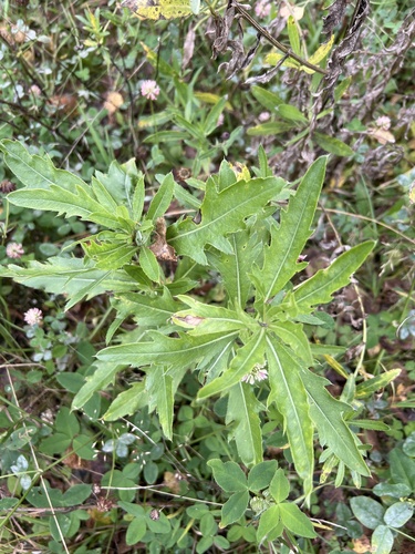 creeping thistle