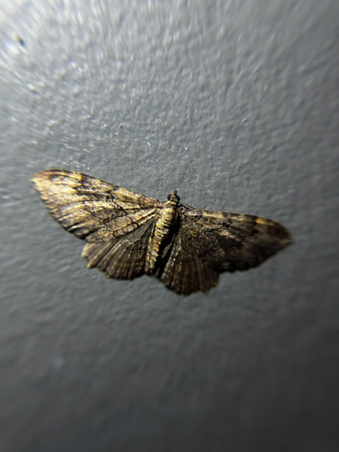 Barberry Geometer Moth
