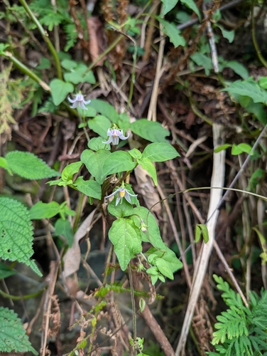 Lycianthes lysimachioides observed 2026-09-15