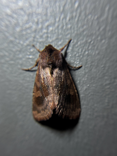 Bronzed Cutworm Moth