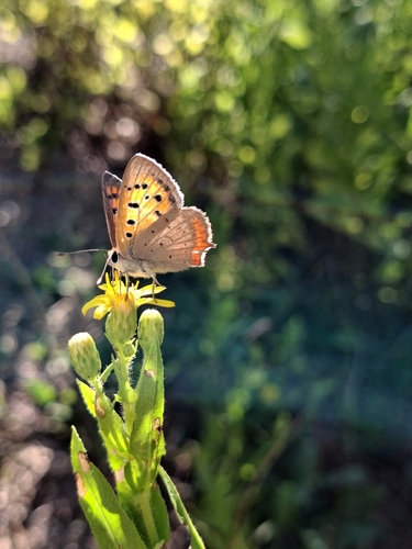 Small Copper