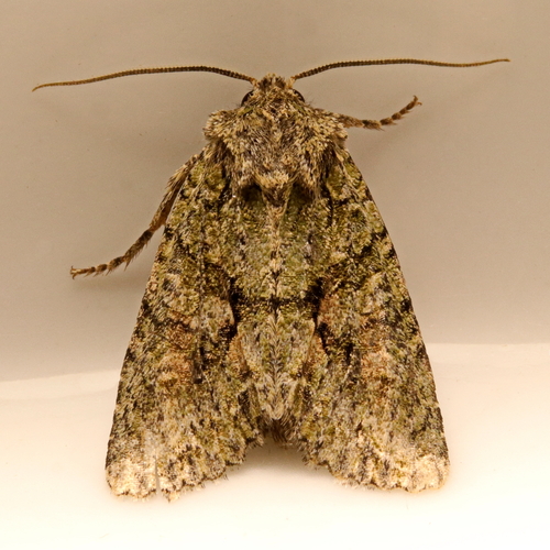 Brindled Green