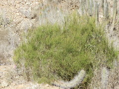 Ephedra chilensis