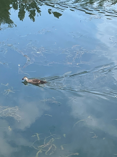 Eastern Spot-billed Duck