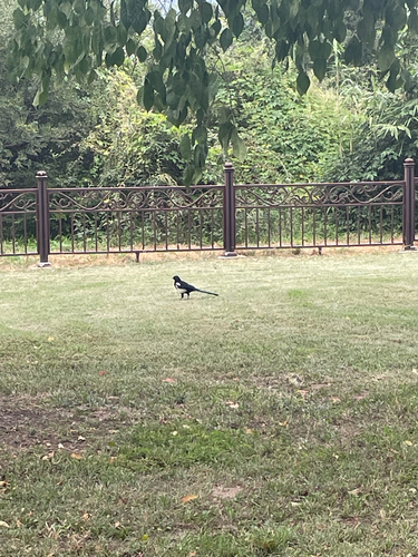 Oriental Magpie