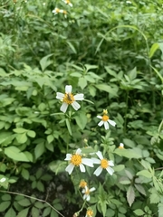 大花咸豐草