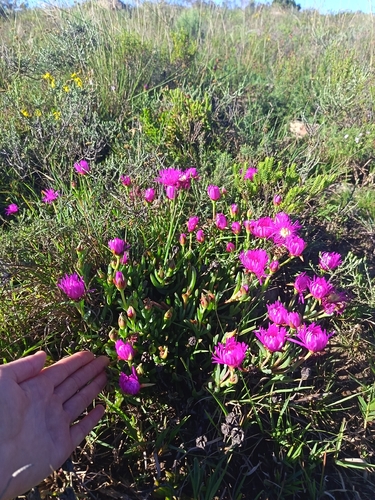 Lampranthus spectabilis observed 2026-09-15