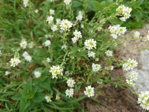 hoary alyssum