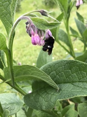 Bombus californicus