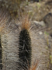 Eulychnia breviflora