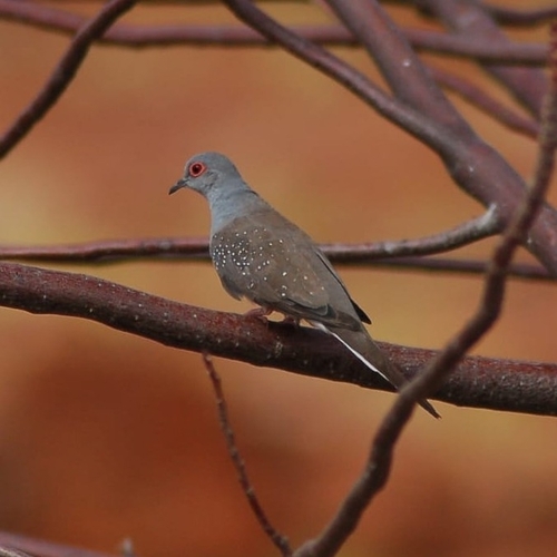Diamond Dove