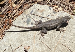 Sceloporus occidentalis