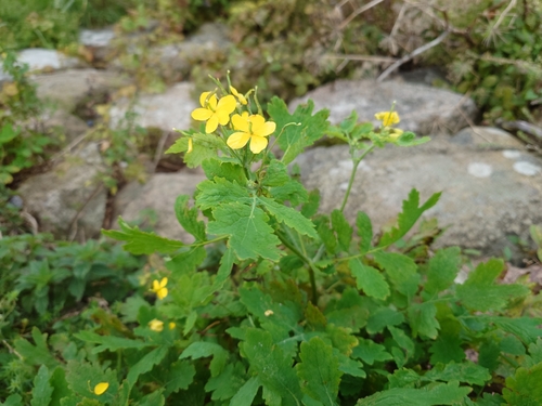 Greater celandine