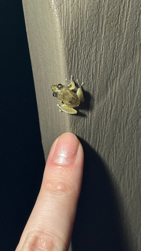 Eleutherodactylus coqui observed 2026-09-14