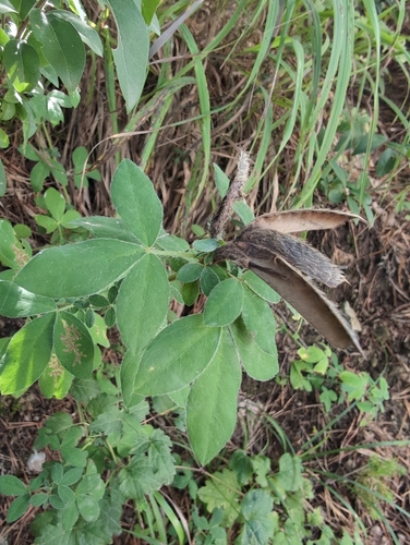 Chamaecytisus supinus