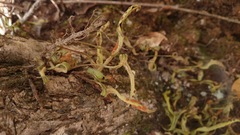 Pleopeltis polylepis