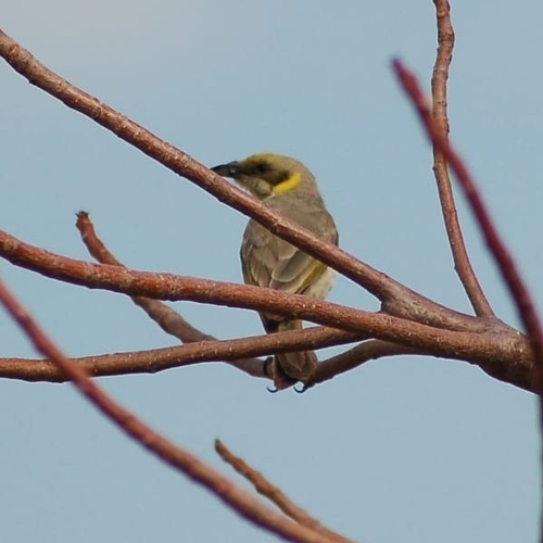 Grey-fronted Honeyeater