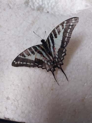 Spot Swordtail