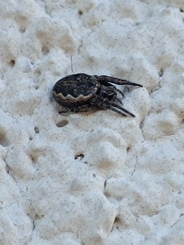 Walnut Orbweaver