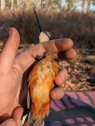 Azure Kingfisher