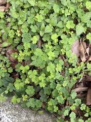 黃花酢醬草