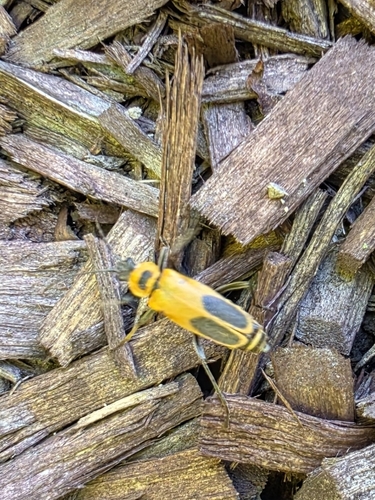 Goldenrod Soldier Beetle