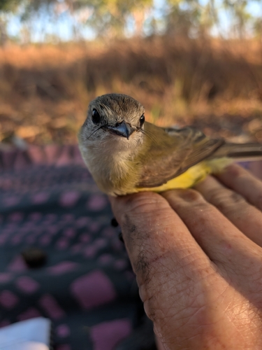 Lemon-bellied Flyrobin