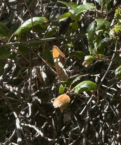 iNaturalist observation photo of California Sister