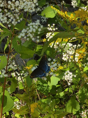 Red-spotted Admiral