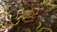 Pleopeltis polylepis