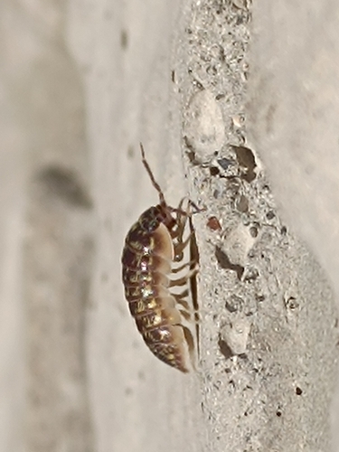 Versicolored Pill Woodlouse