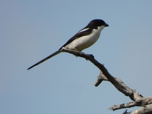 Southern Fiscal