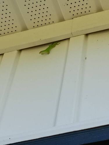 Green Anole