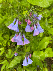 Mertensia virginica