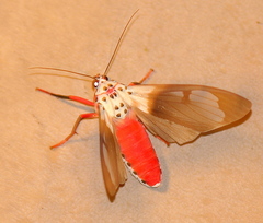 Amerila crokeri