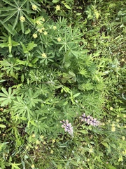 Lupinus oreganus