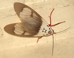 Amerila crokeri