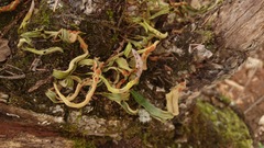 Pleopeltis polylepis